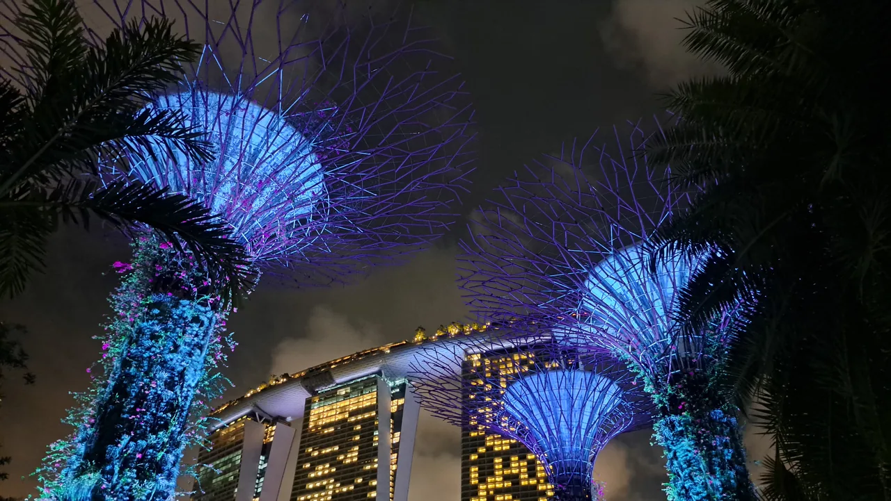 The Supertrees at Gardens by the Bay lit up in the evening